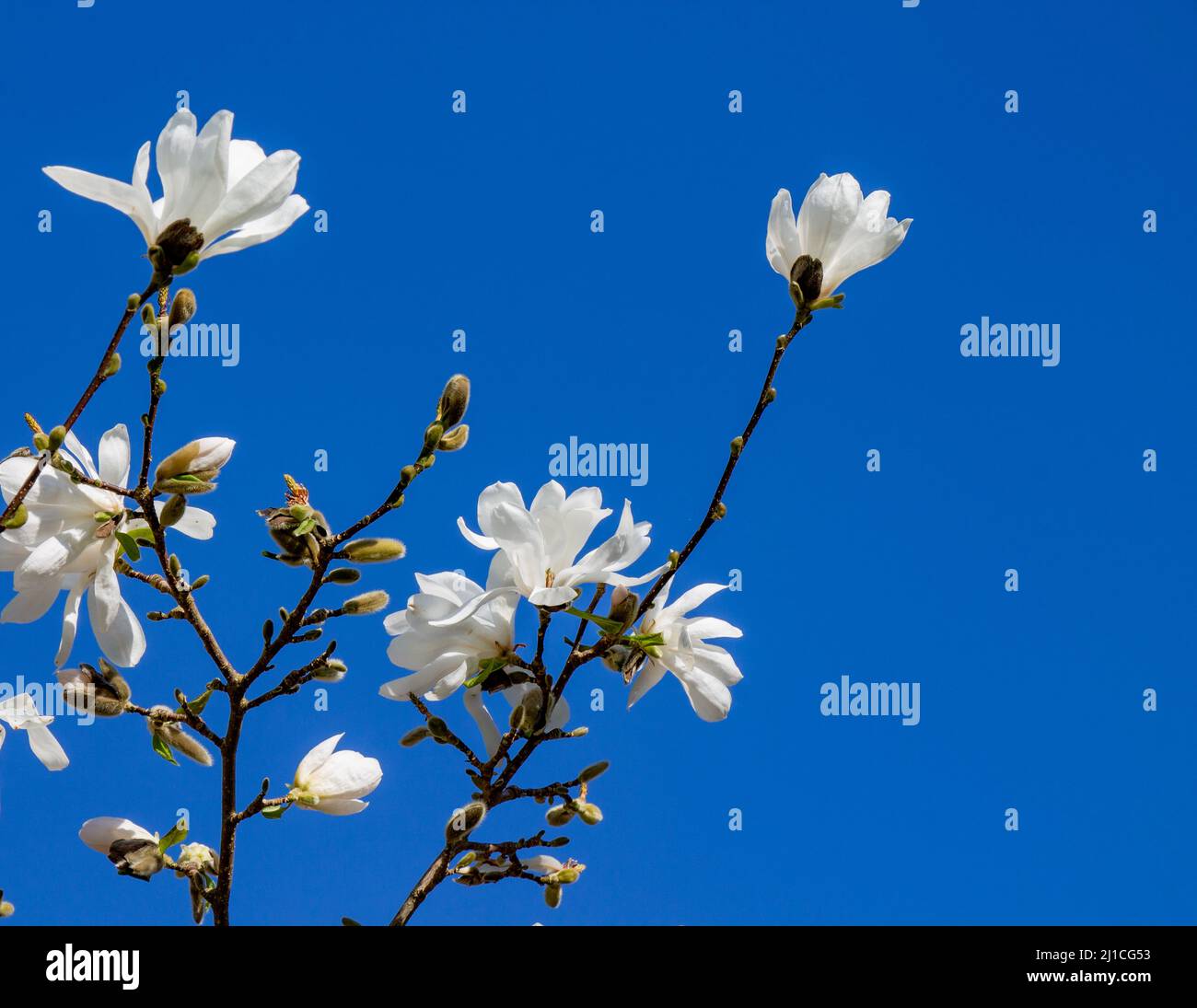 White magnolia garden hires stock photography and images Alamy
