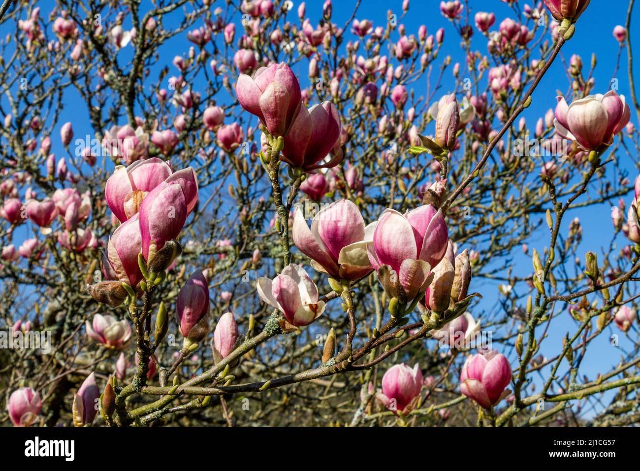 Magnolia soulangeana in full spring flower Stock Photo