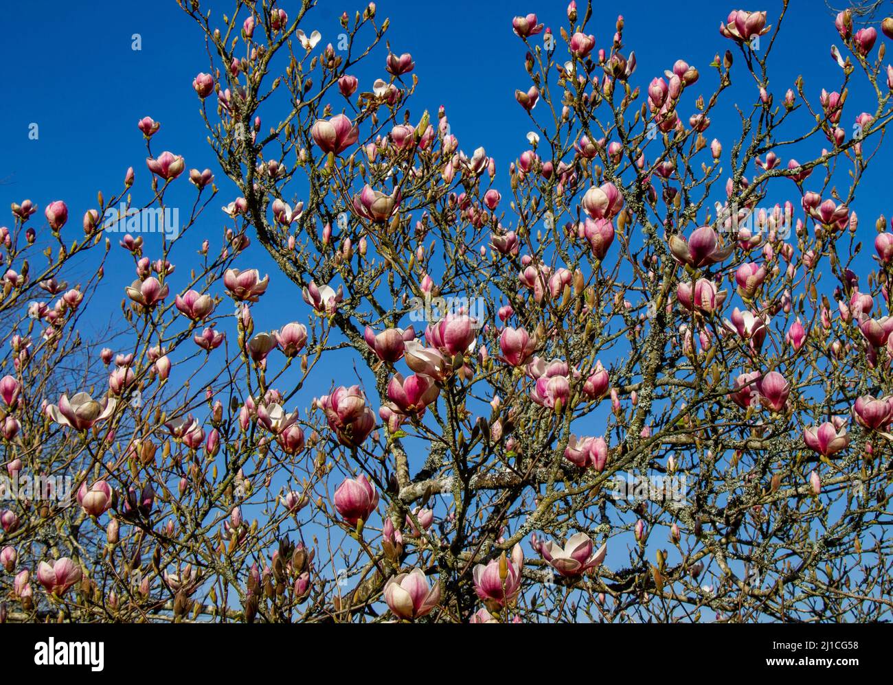 Magnolia soulangeana in full spring flower Stock Photo