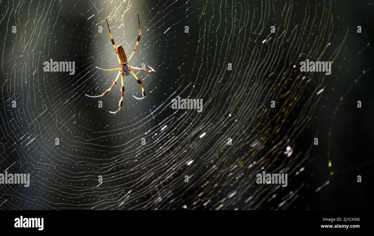 Golden silk spider in web hi-res stock photography and images - Alamy