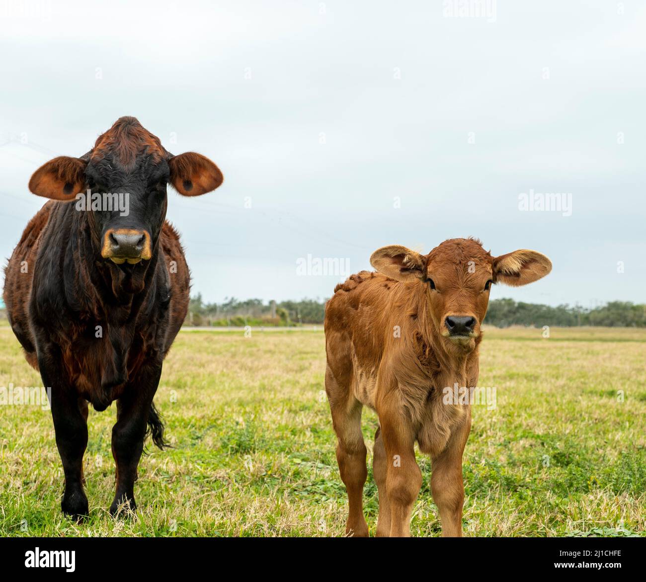 Cow and calf in pasture on a cloudy day, facing camera. Beef cattle ...