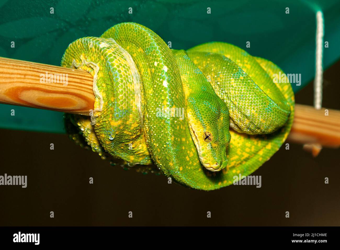 Corallus caninus - Green Snake - Tree green snake coiled on a stick. The head and eyes are visible. Stock Photo