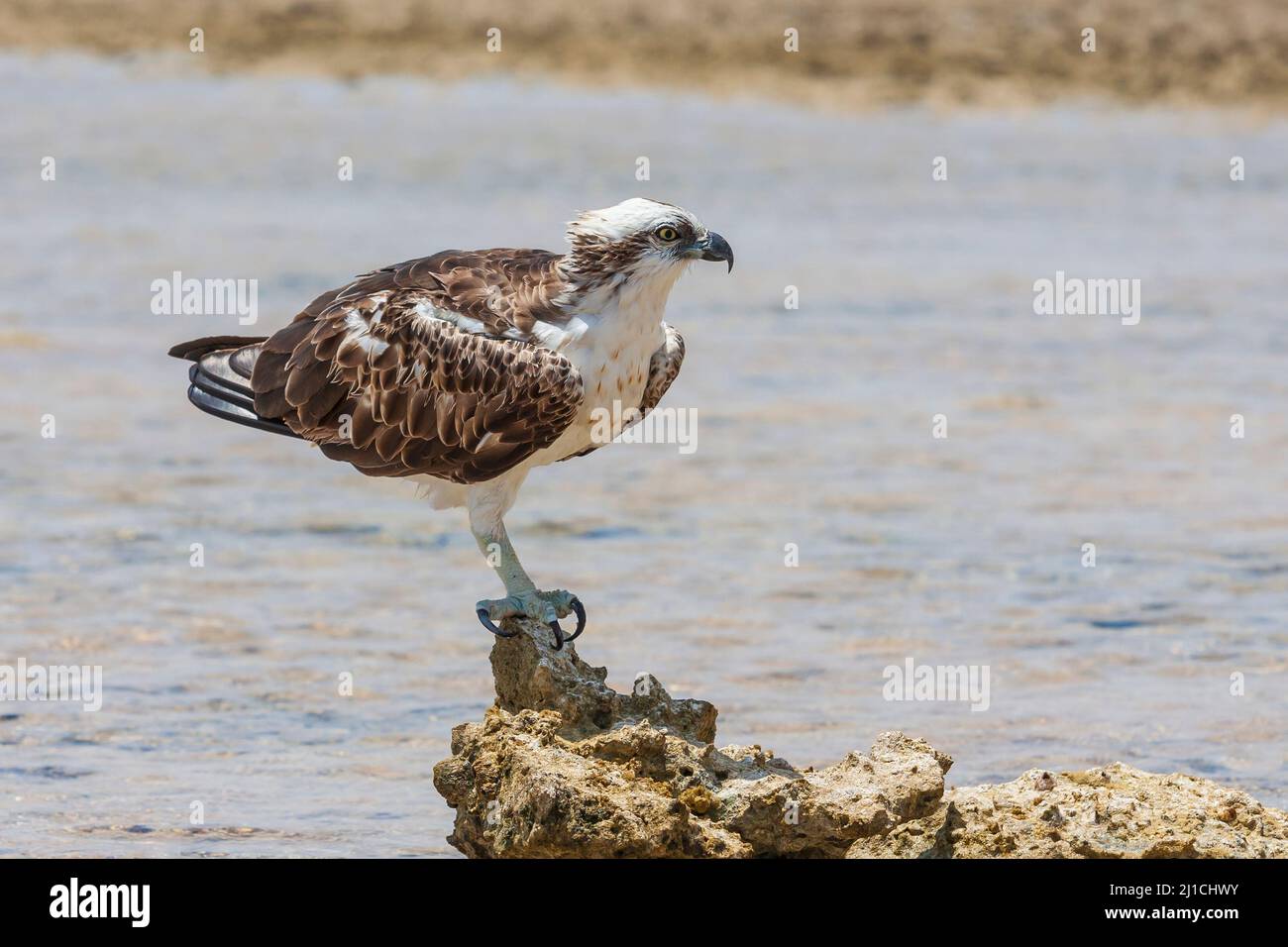 Pandion haliaetus - White-tailed Eagle - close-up portrait. The eagle stands on a stone in the sea on one leg and has the other leg hidden. Wild photo Stock Photo