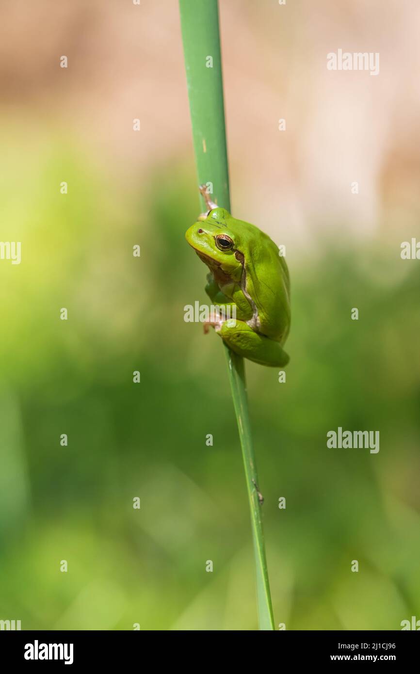 Frog Stalk Insect Hyla arborea - Green tree frog on a stalk. The background is green. The ...