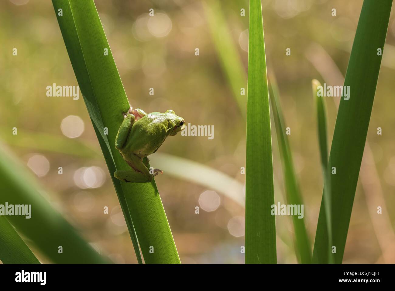 Frog Stalk Insect Hyla arborea - Green tree frog on a stalk. The background is green. The ...
