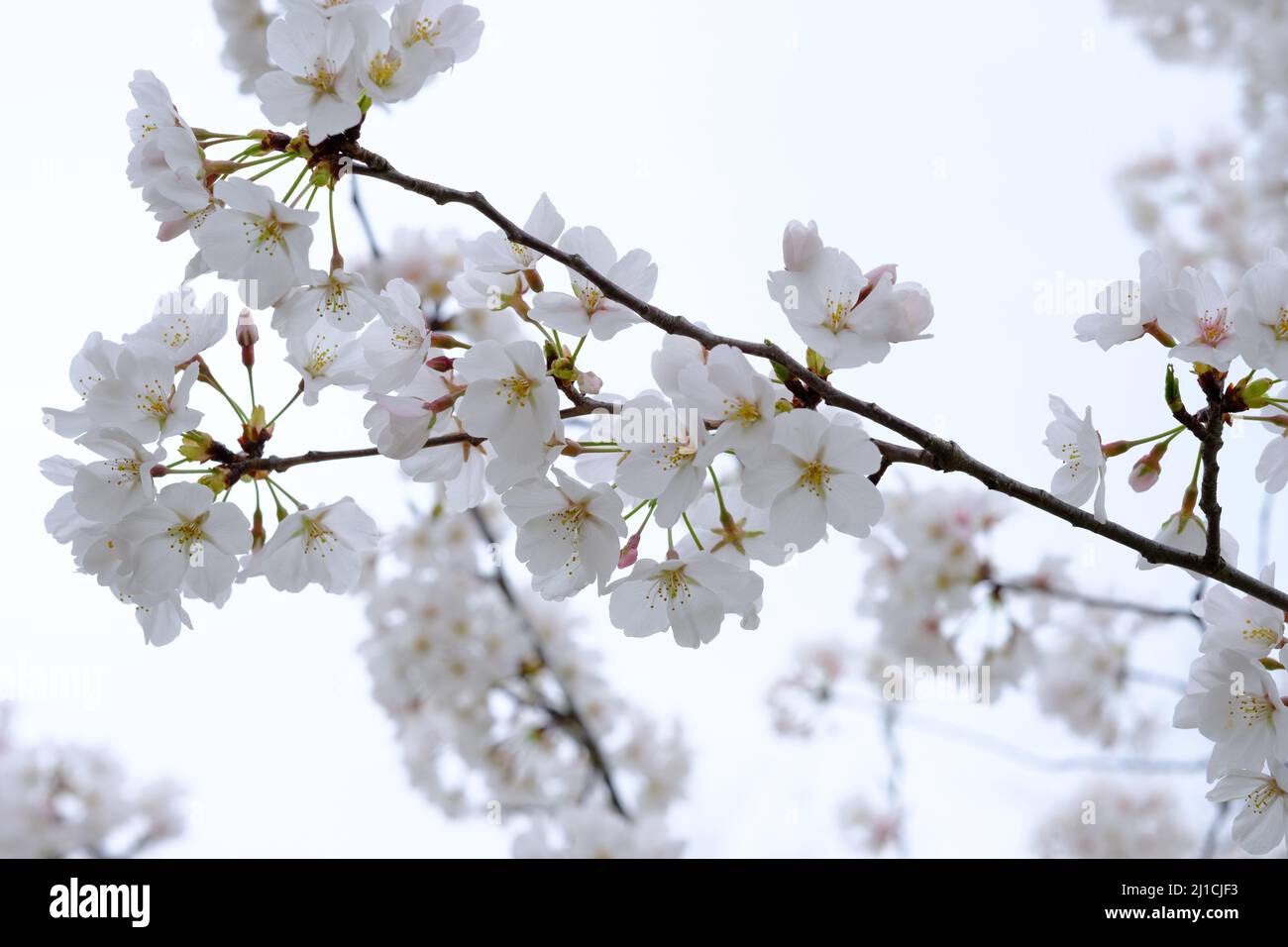 Cherry Blossoms in Bloom Stock Photo Alamy