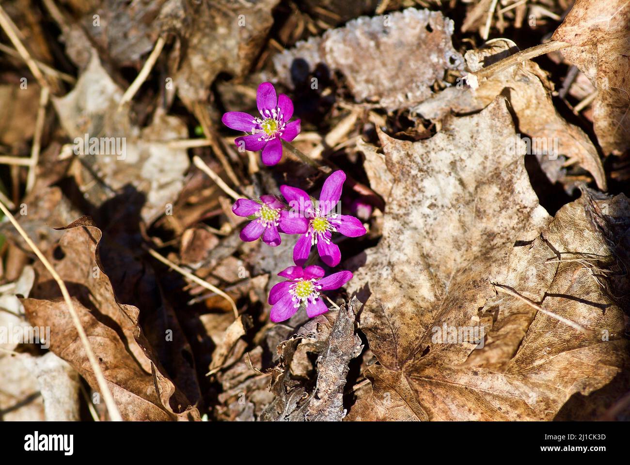 Group of flowering red hepatica nobilis growing among old brown leaves in forest in spring. Stock Photo