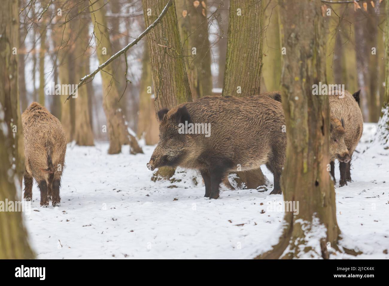 Wild boar - Sus scrofa - A group of wild boars stand in a forest among the trees in the snow. Stock Photo