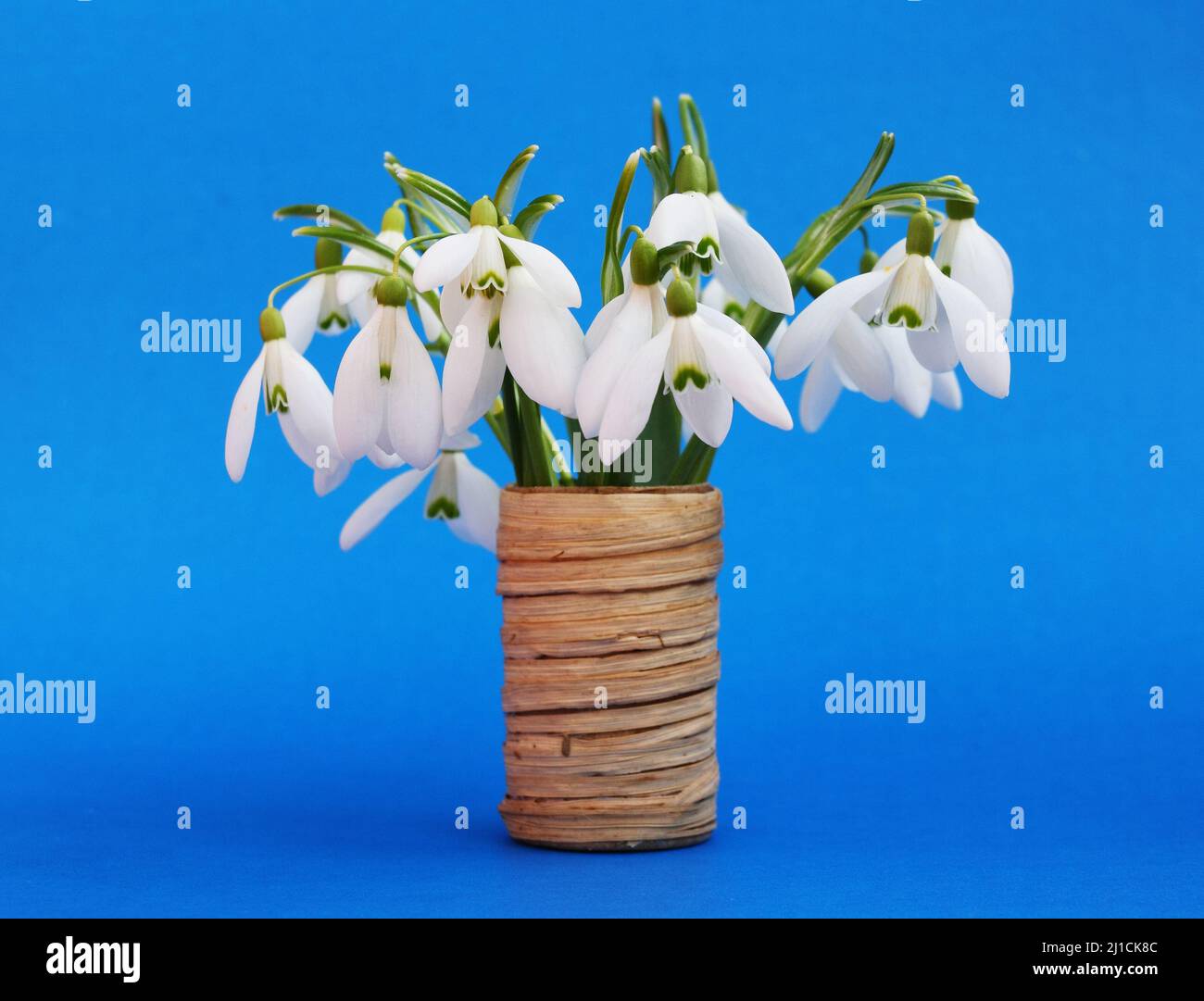 Beautiful bouquet snowdrops in a vase Stock Photo