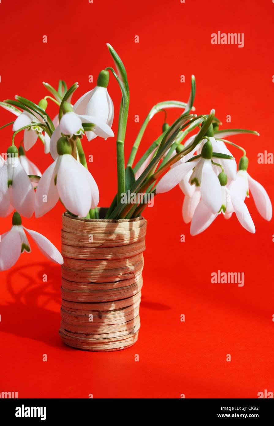 Beautiful bouquet snowdrops in a vase Stock Photo
