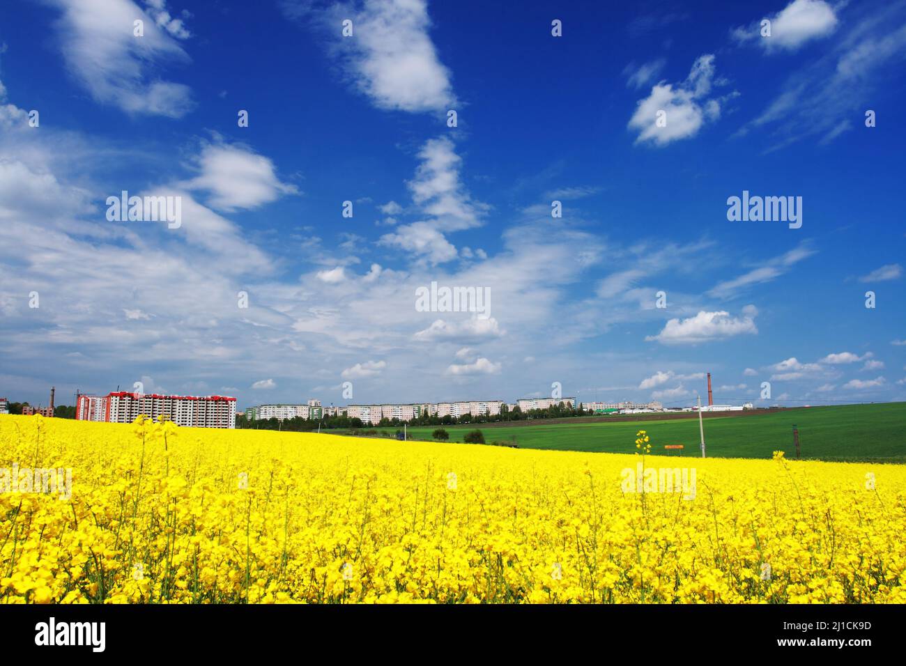 Yellow field rapeseed in bloom with blue sky and white clouds Stock ...