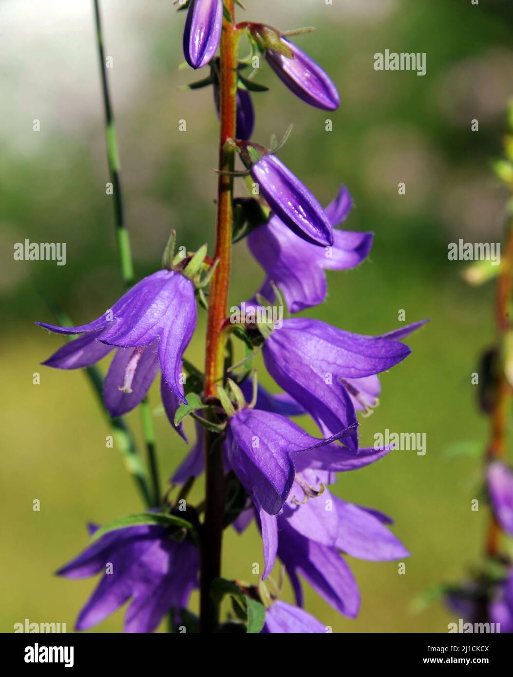 Beautiful purple Larkspur flowers grow on long stems. They are bell