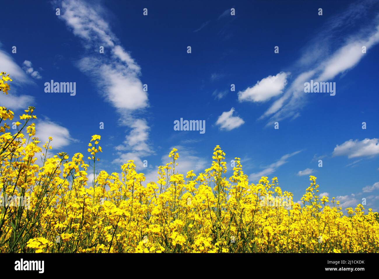 Yellow field rapeseed in bloom with blue sky and white clouds Stock ...