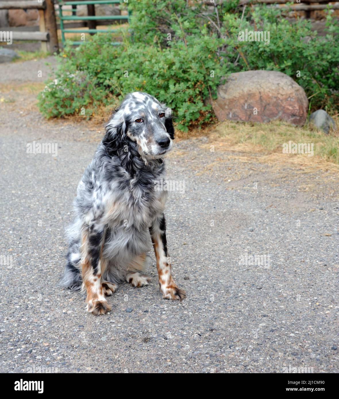 What Does Hang Dog Fury Mean