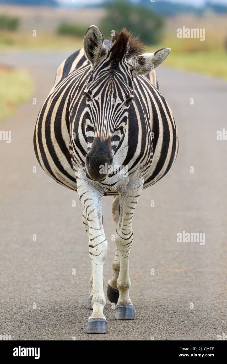 Heavily pregnant plains zebra mare, Pilanesberg National Park Stock