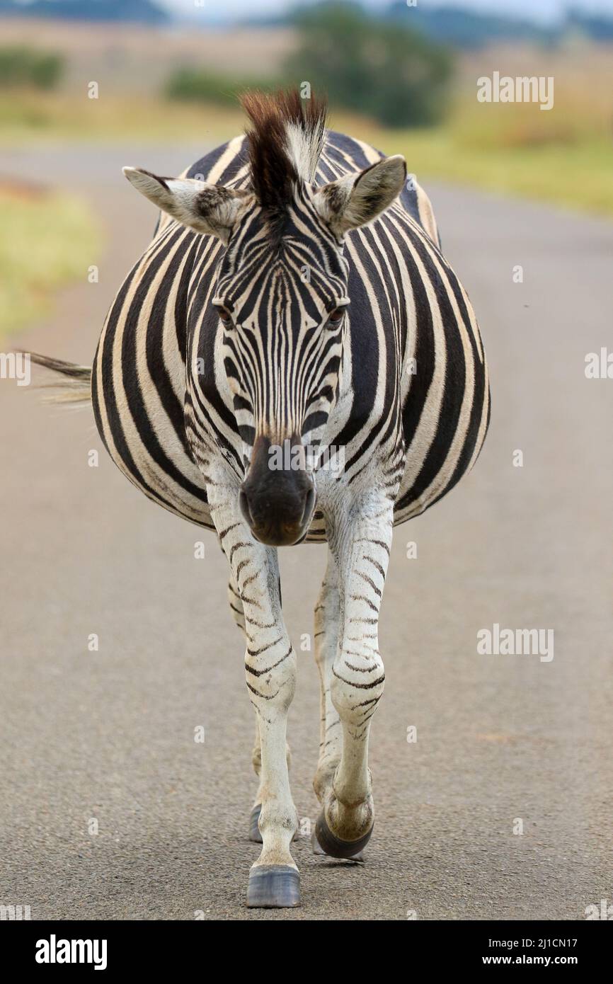 Heavily pregnant plains zebra mare, Pilanesberg National Park Stock Photo