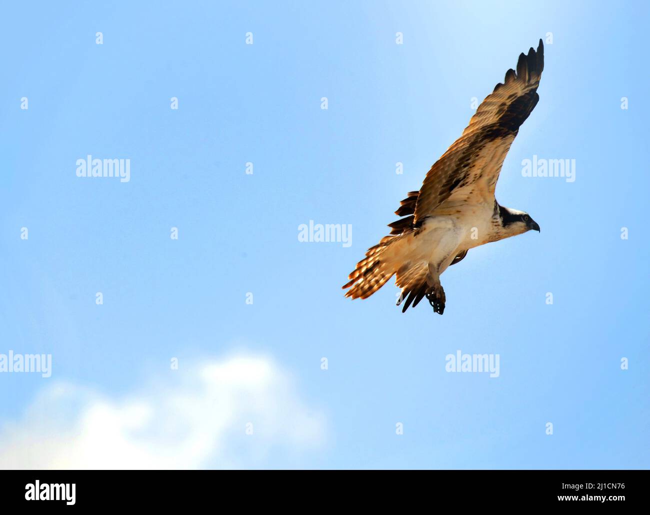 Osprey flies across a blue sky in Happy Valley, Montana Stock Photo - Alamy