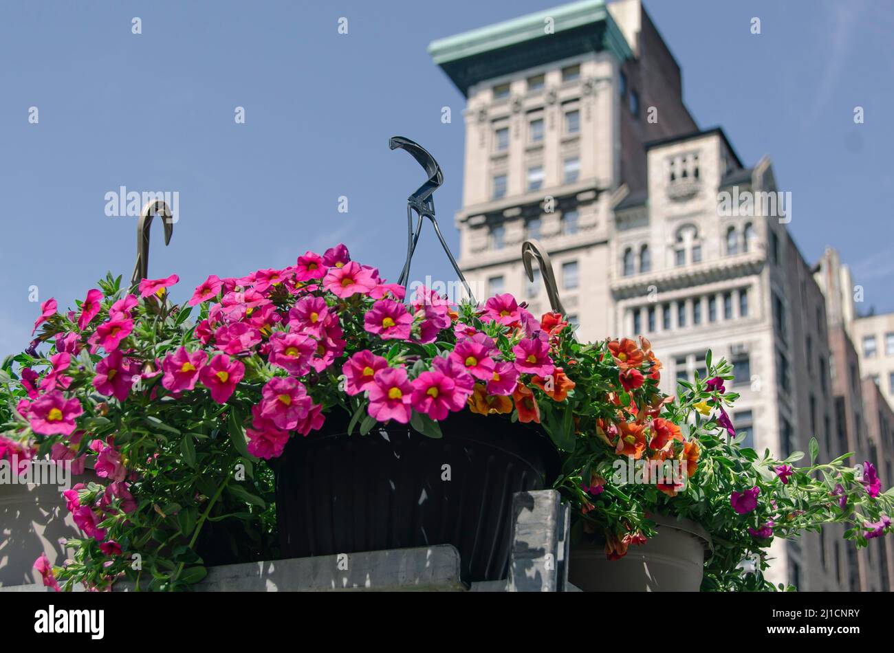 Flowers on display at the Union Square Farmer's Market Stock Photo Alamy