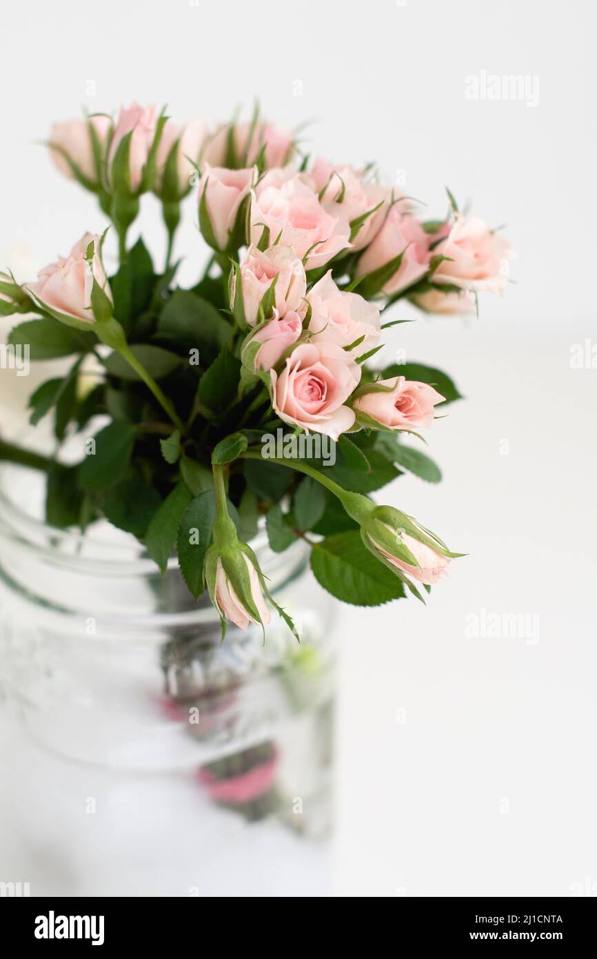 Tiny pink rose buds start to bloom in a glass mason jar. Stock Photo