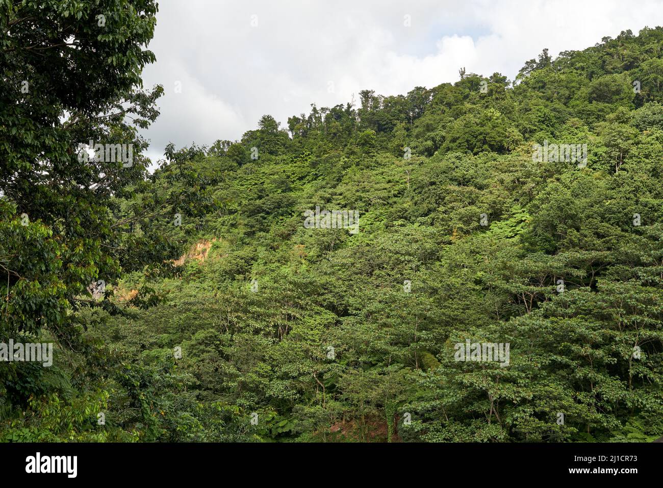Lush green forest mountain landscape hi-res stock photography and ...