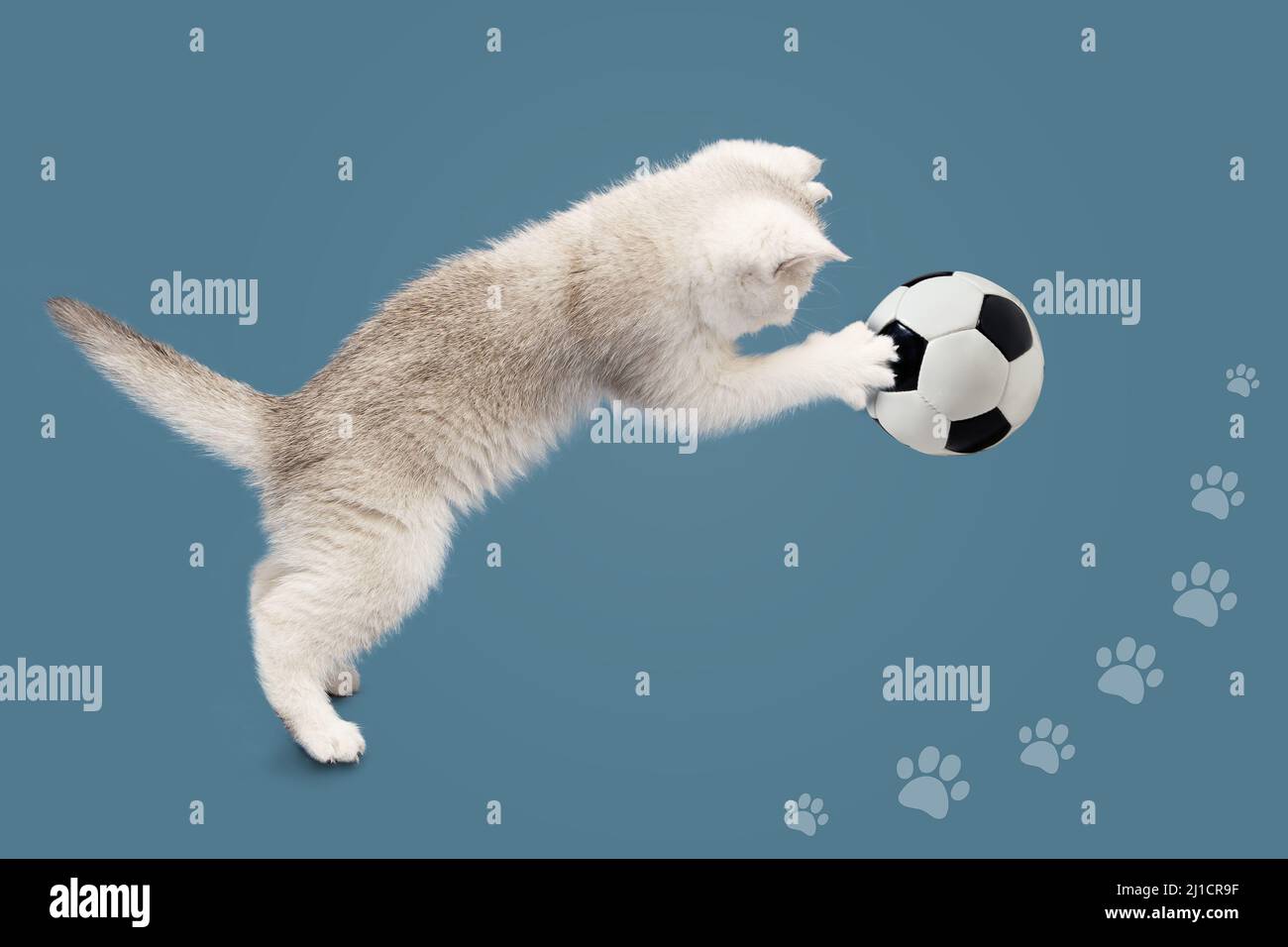 British kitten on a blue background plays with a soccer ball. Waiting for the World Cup. The concept of sports, physical activity and healthy lifestyl Stock Photo