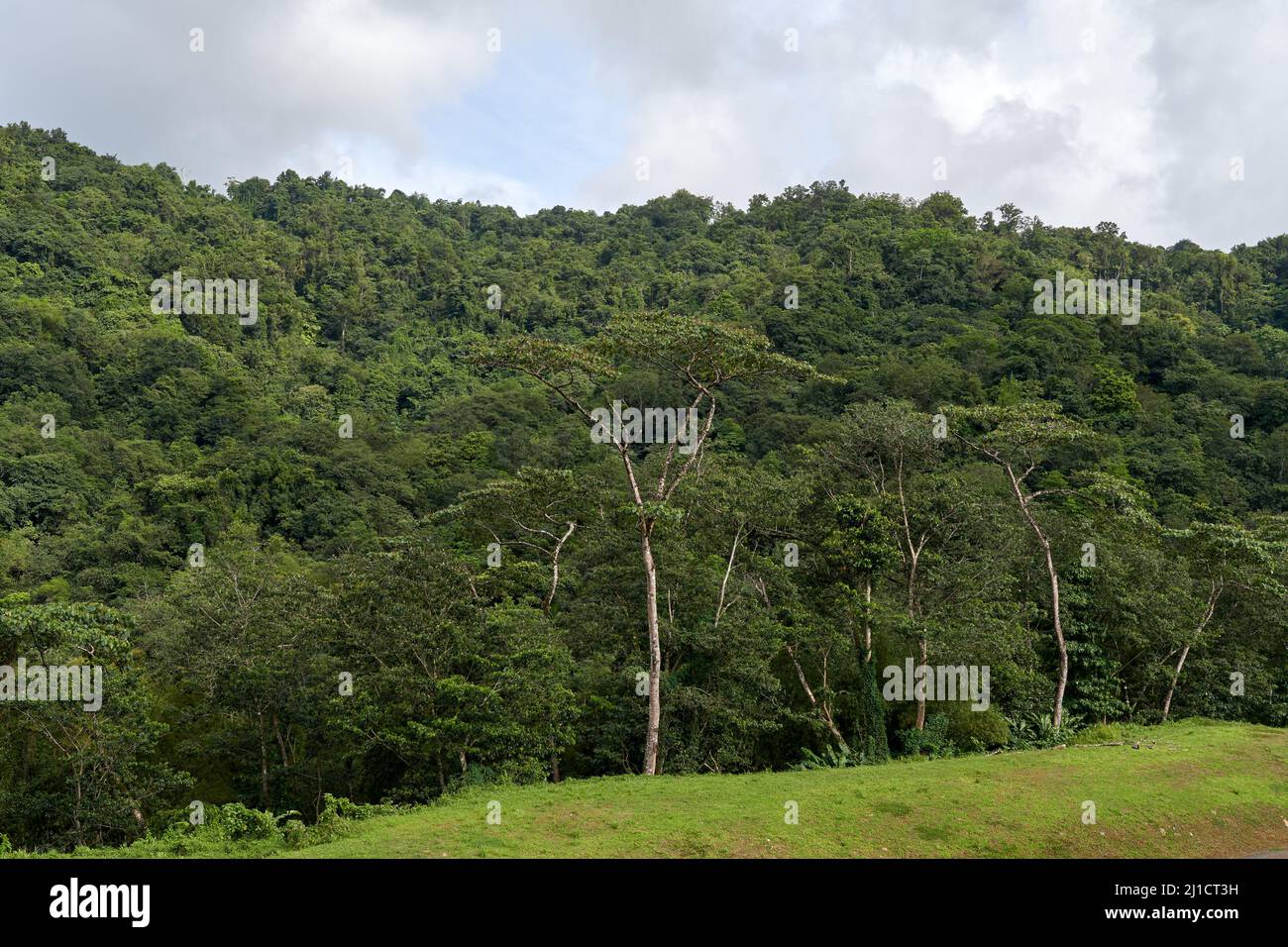 Beautiful lush mountain forest hi-res stock photography and images - Alamy