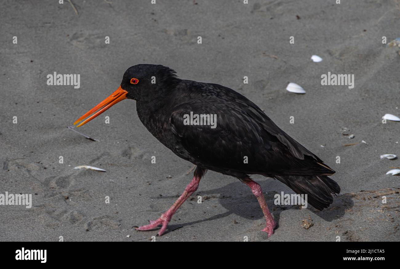 Oyster catcher on beach Stock Photo Alamy