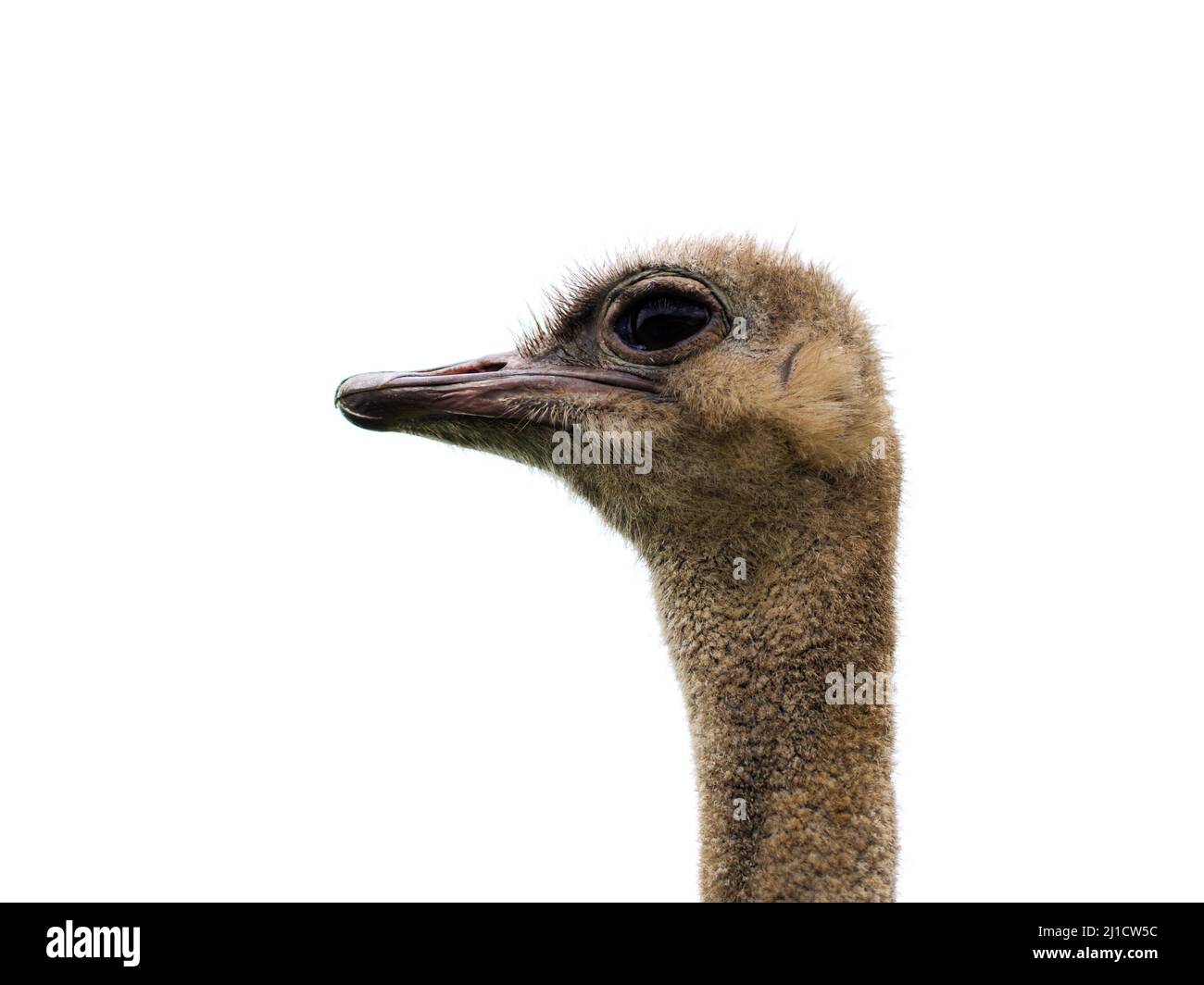 Ostrich profile picture Stock Photo