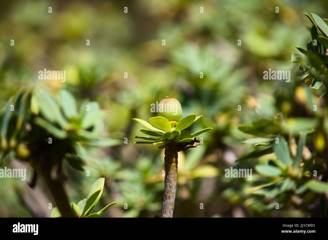 Detail of a sweet spurge, Euphorbia balsamifera Aiton with one inflorescence with copy space Stock Photo