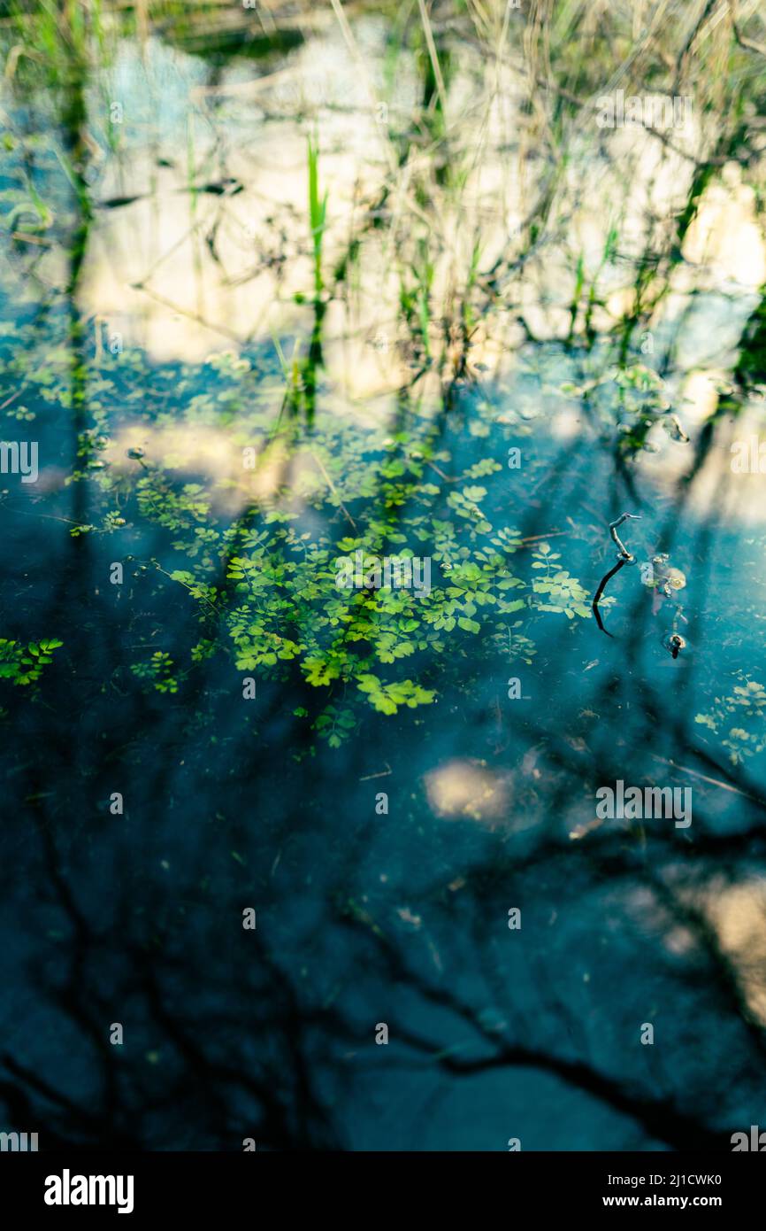 The aquatic plants floating on the surface of the pond in Doorly Park
