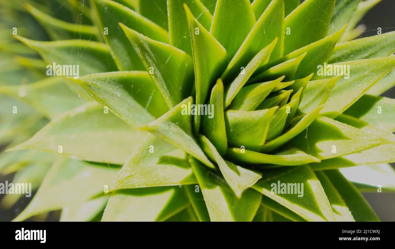 flowers conifer wildflower plants cutes Stock Photo Alamy