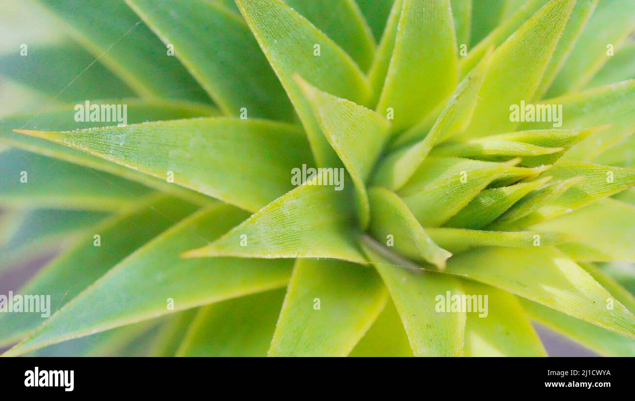 flowers conifer wildflower plants cutes Stock Photo Alamy