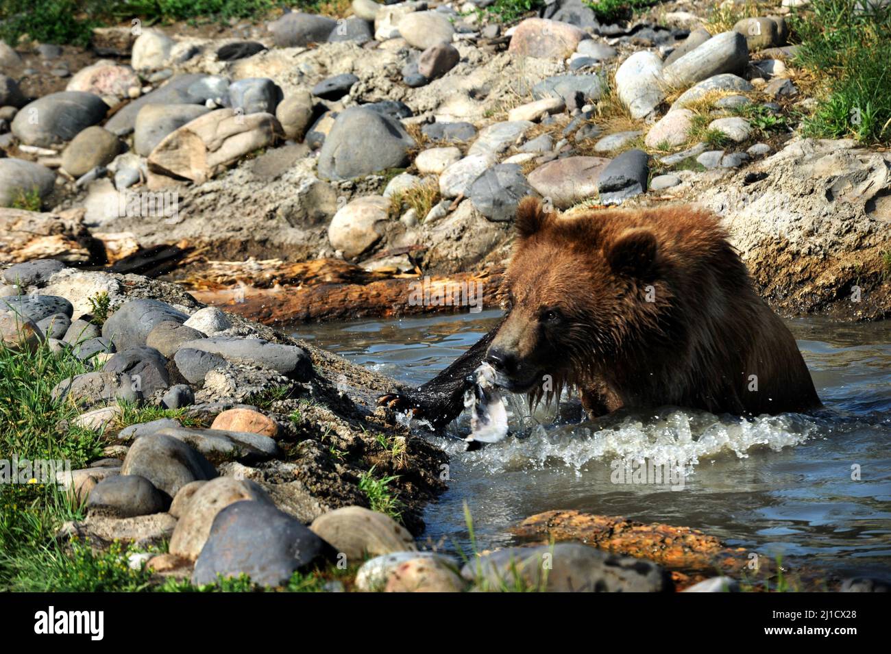 Grizzly grips fish in his mouth.  He is waist deep in water and it drips from his fur and claws. Stock Photo