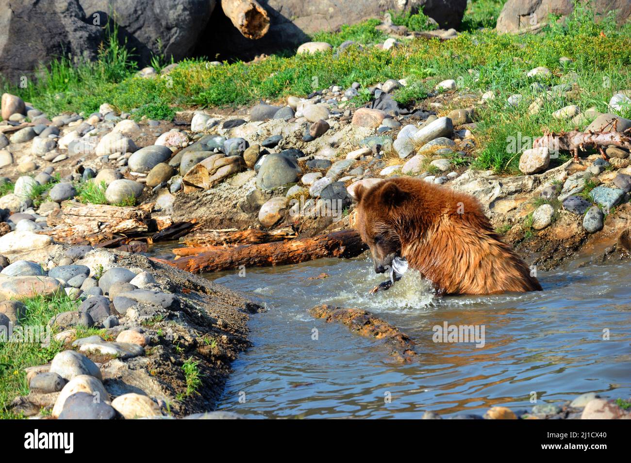 Young grizzly bear fights with a fish he has caught.  He is fishing in a stream and has a fish in his mouth. Stock Photo