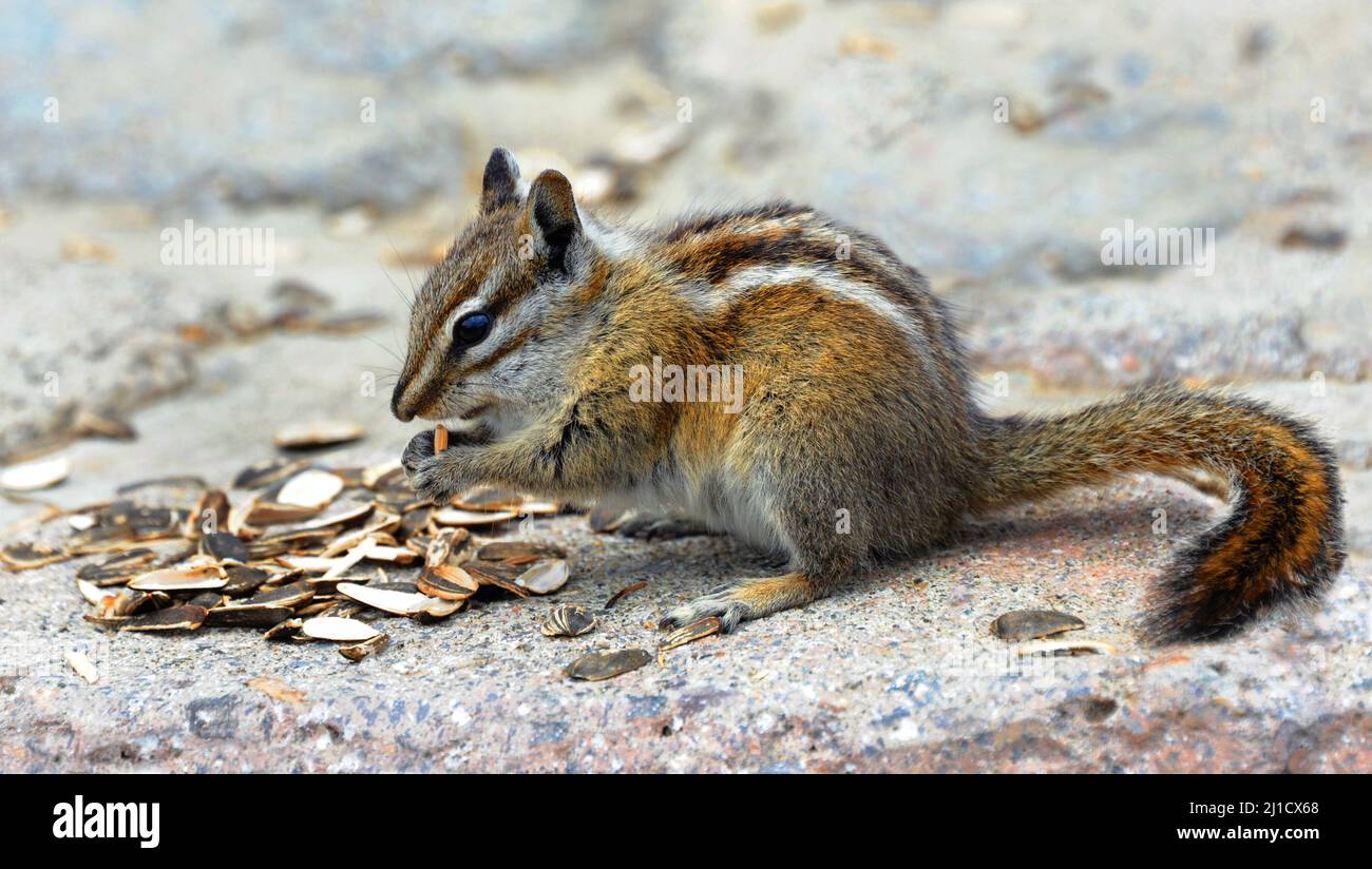 Closeup of a chipmunk eating sunflower seeds at the crest of Beartooth