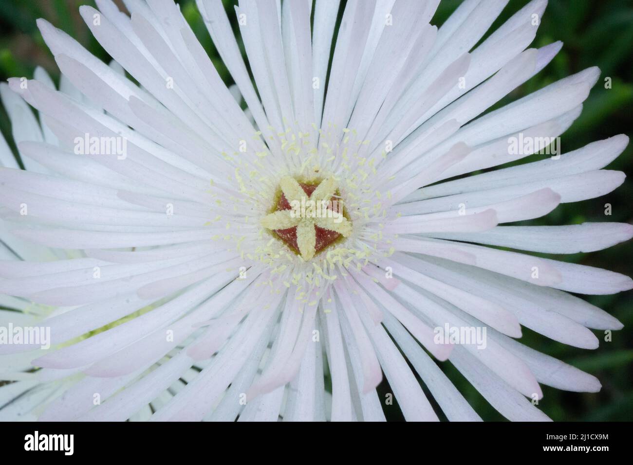 flowers conifer wildflower plants cutes Stock Photo Alamy