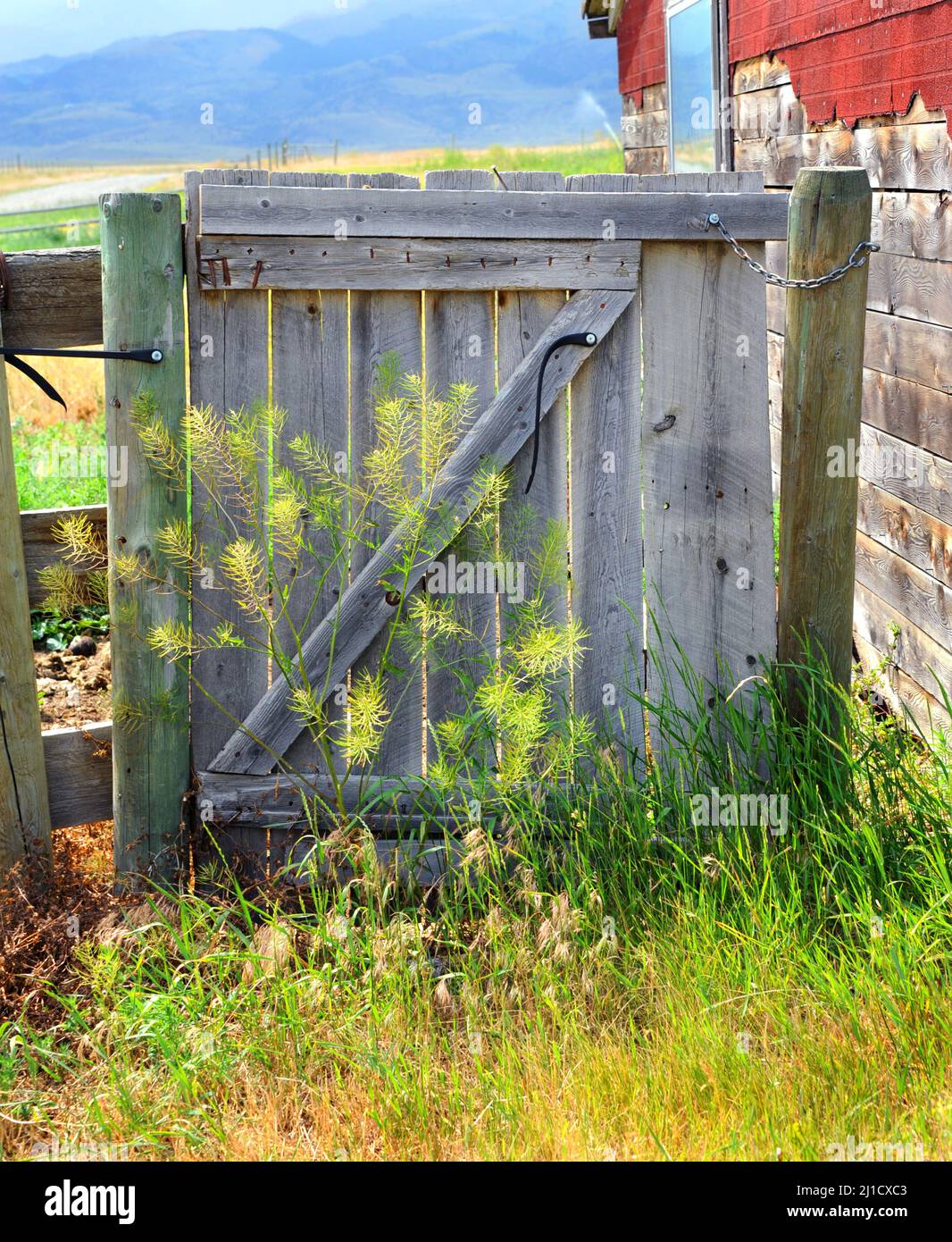 Rustic, wooden gate is overgrown with weeds.  It sits besides old building with red shingles. Stock Photo