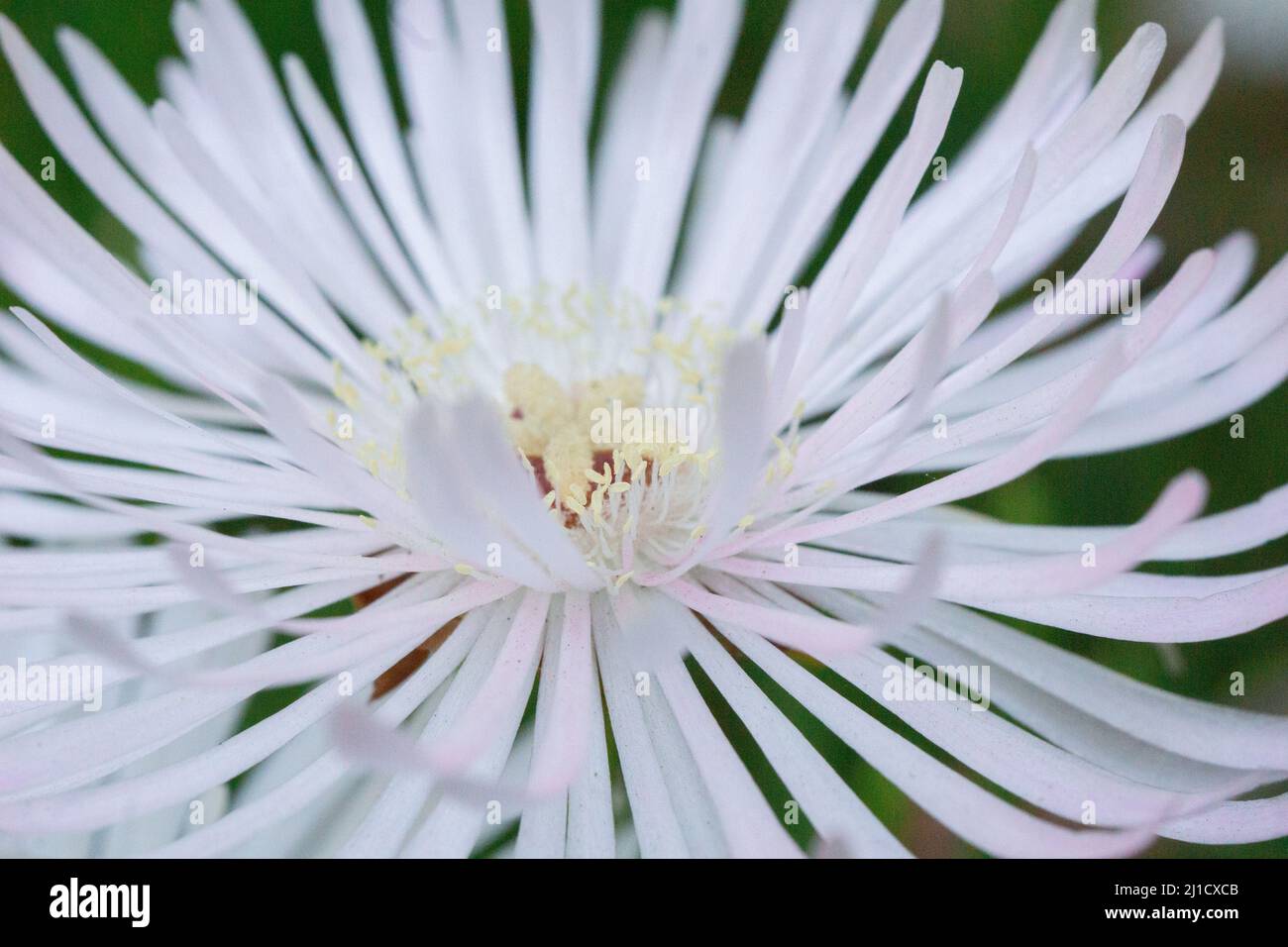flowers conifer wildflower plants cutes Stock Photo Alamy