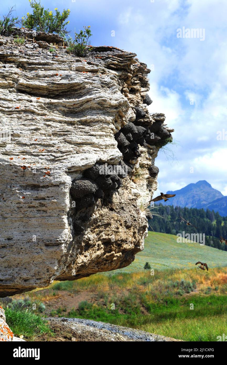 Colony of American Cliff Swallows nest on Soda Butte, a dormant hot springs, in Yellowstone National Park. Stock Photo