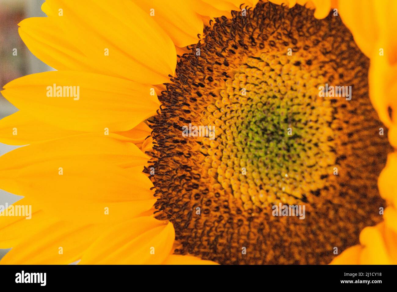 flowers conifer wildflower plants cutes Stock Photo Alamy