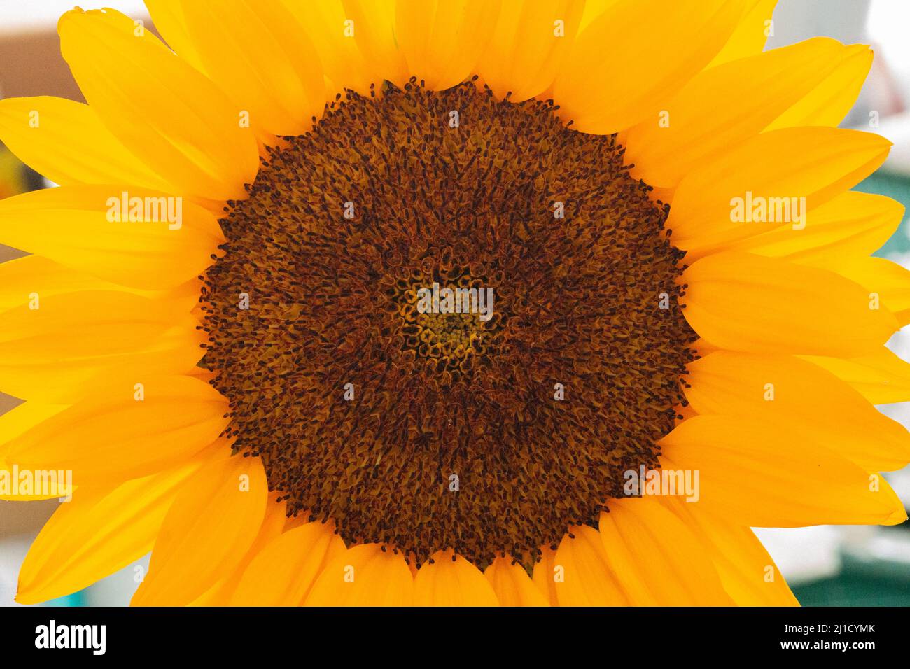 flowers conifer wildflower plants cutes Stock Photo Alamy