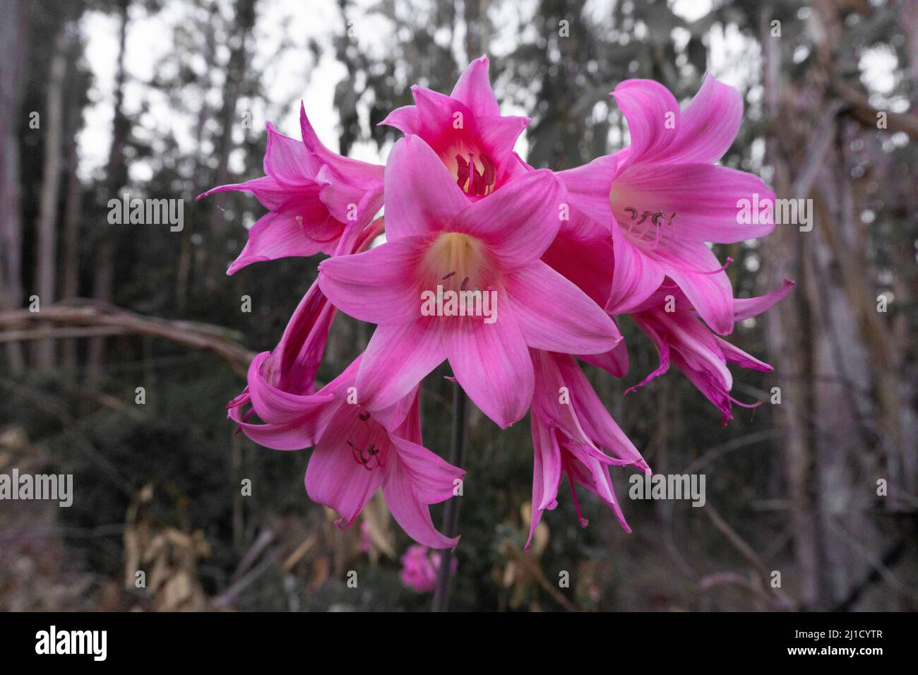 flowers conifer wildflower plants cutes Stock Photo Alamy