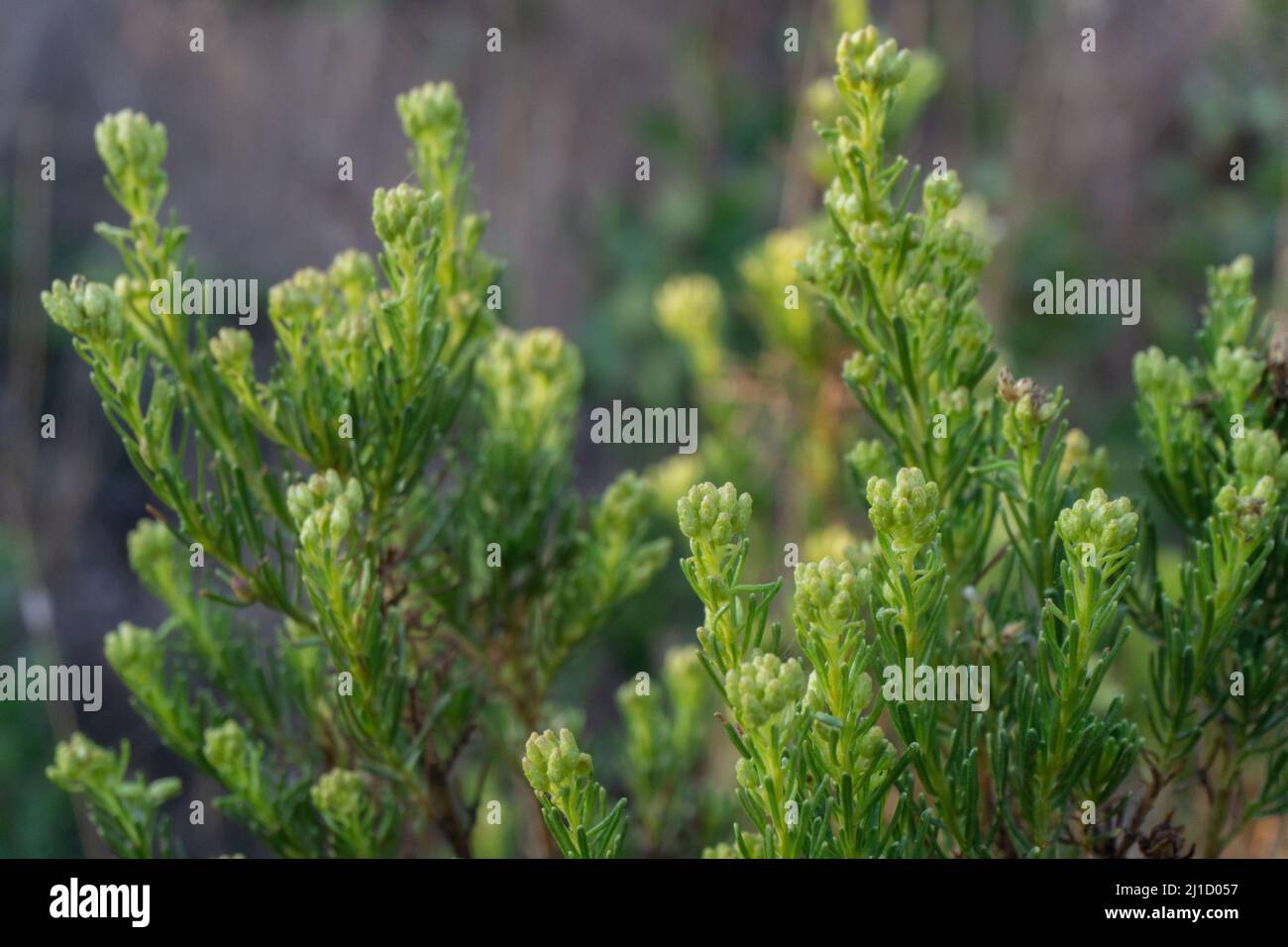 flowers conifer wildflower plants cutes Stock Photo Alamy