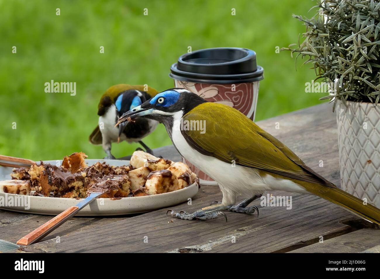 A Blue-faced Honeyeater swooping down and eating a left over meal on a table at an outdoor coffee shop Stock Photo