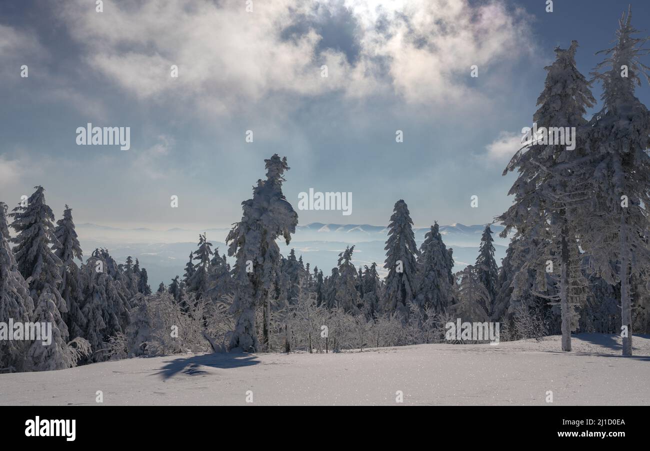 Snowy pine forest hi-res stock photography and images - Alamy