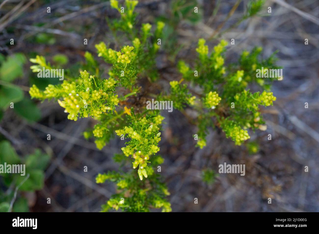 flowers conifer wildflower plants cutes Stock Photo Alamy