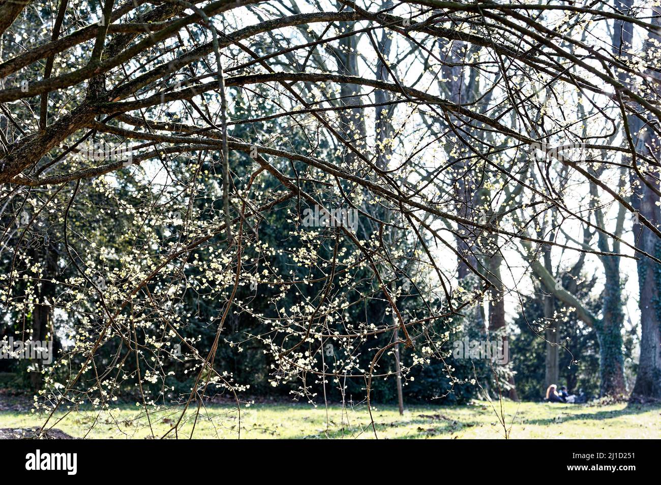 Magnolien im Garten ,Linden ,Hannover Stock Photo Alamy