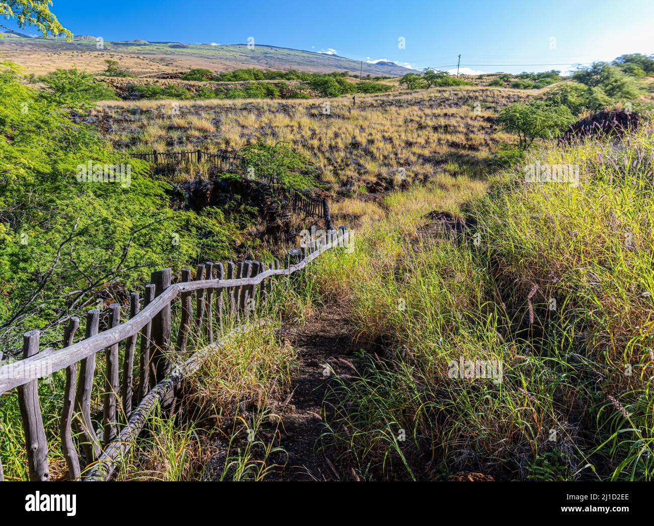 Wooden Fence Along The Ala Kahakai Trail National Historic Trail