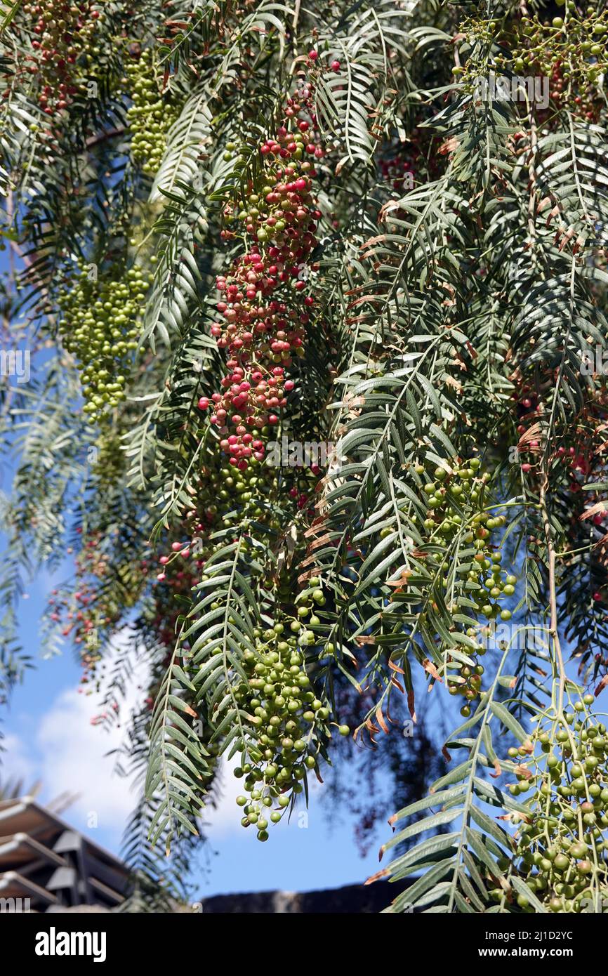 Peruanische Pfefferbaum (Schinus molle) - Zweige mit Früchten, Fuerteventura, Spanien, Morro Jable Stock Photo