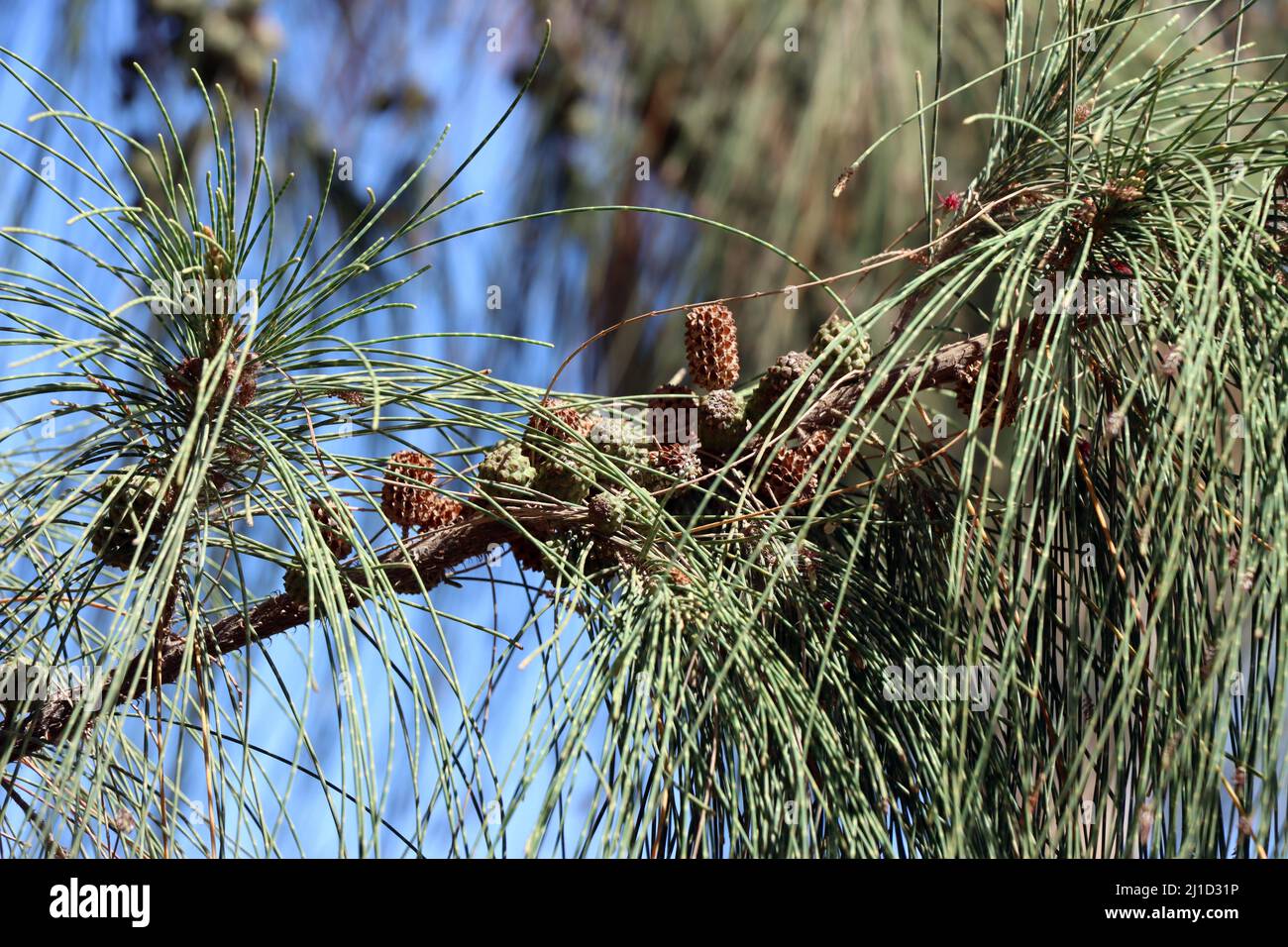 Schachtelhalmblättrige Kasuarine (Casuarina equisetifolia), auch Kängurubaum oder Kasuarinabaum, Fuerteventura, Spanien, Morro Jable Stock Photo